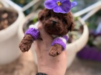 Kore poodle yavrular