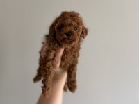 KORE POODLE TEACUP