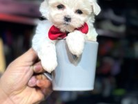 Teacup maltese