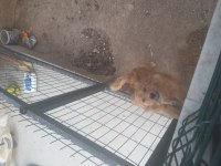 Alex çok akıllı bir dost golden retriever