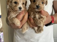 Maltipoo Kore kan bebekler