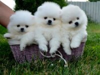 Mersin Pomeranian Boo Köpeklerimiz