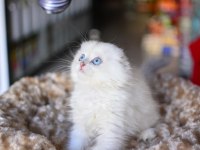 Prenses Silver NS1133 Scottish Fold Longhair 