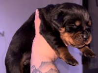 Grand Türkiye Şampiyonu Yavruları Rottweiler