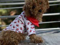 2 buçuk aylık tuvalet eğitimli red dişi poodle