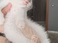 British shorthair kedimiz