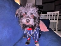 1 yıl 9 aylık terrier mersin