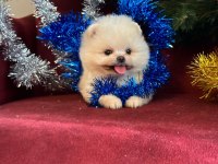 Teddy Bear Bebek Pomeranian Boo