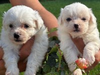 Maltese Terrier yavruları