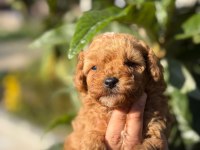Maltipoo yavru