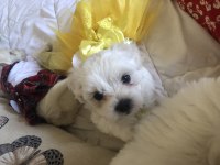 Sahibinden Aşılı Orjinal Maltese Terrier Yavrular