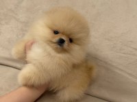 Ayıcık Surat Gerçek Pomeranian Boo Yavrular