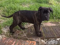 Cane corso iyisi değil en iyisi kapıda ödeme mevcut