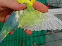 Damızlık erkek rainbow muhabbet kuşu