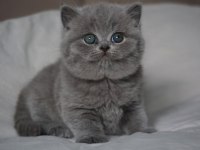 Gümüş Mucize Gri British Shorthair