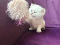Ns11 dişi british longhair