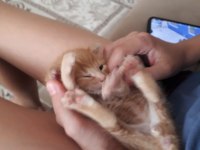 20 günlük tekir kedi sarman kalıcı yuvasını arıyor