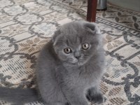 Scottish Fold Ve Ragdoll Kırması Yavru