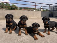Gerçek Doberman Yavruları