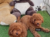 A kalite toy poodle yavrularım