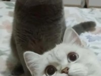 2 Mart doğumlu british shorthair yavrular