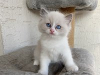 Safkan Scrli Anne-Babadan Ragdoll Yavrular