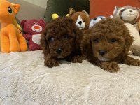 İki erkek kardeş poodle