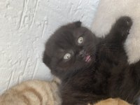 Scottish fold kedi cinsli