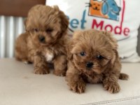 Ankarada Wc eğitimli  kore maltipoo lar ziyarete açık
