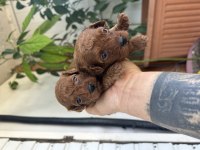 Toy poodle kore kan