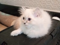 Uyguna Brittish Longhair Acil 2 Aylık Erkek