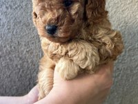 1 dişi ve 1 erkek son kalan garantili toy poodle yavrular
