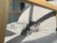 British shorthair kedimiz mochi