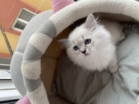 MAVİ GÖZLÜ PAMUK GİBİ BRİTİSH LONGHAİR