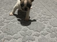 50 günlük french bulldog yavrular