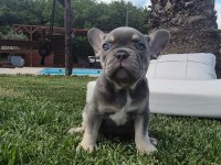 French Bulldog Yavruları Çiftlikten