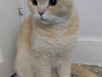 Paşa evladımız 1.5 yaşında scottish fold