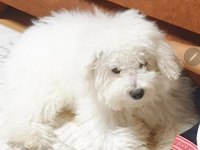 Bakamıyorum köpeğime