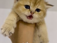 Safkan golden ny11 dişi british shorthair