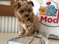 Petmode köğek çiftliğinden tea cup morkie yavrumuz