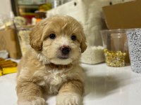 2 aylık maltipoo