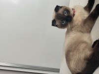 Scottish fold blue point erkek kedi