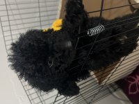 3 AYLIK SİYAH POODLE