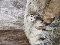 Maltipoo yavrularimiz