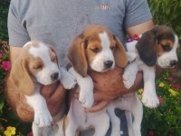 Sevimli beagle cinsi yavrular