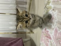 British shorthair tabby dişi (top kafa)