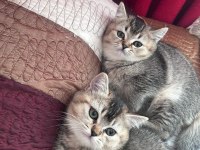 Safkan british shorthair black golden yavru kediler