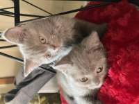 British longhair 2 aylık sahiplendirme
