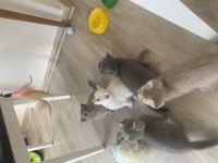16 Günlük Pamuk Gibi Kediler Sahiplenmeyi Bekliyor