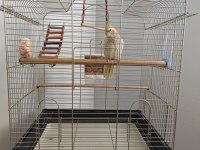 7 Aylık Erkek Pearl Sultan Papağanı Kafesiyle Birlik